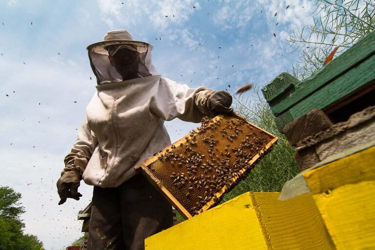 Pszczelarz w gospodarstwie pasiecznym Miody Dalkowskie