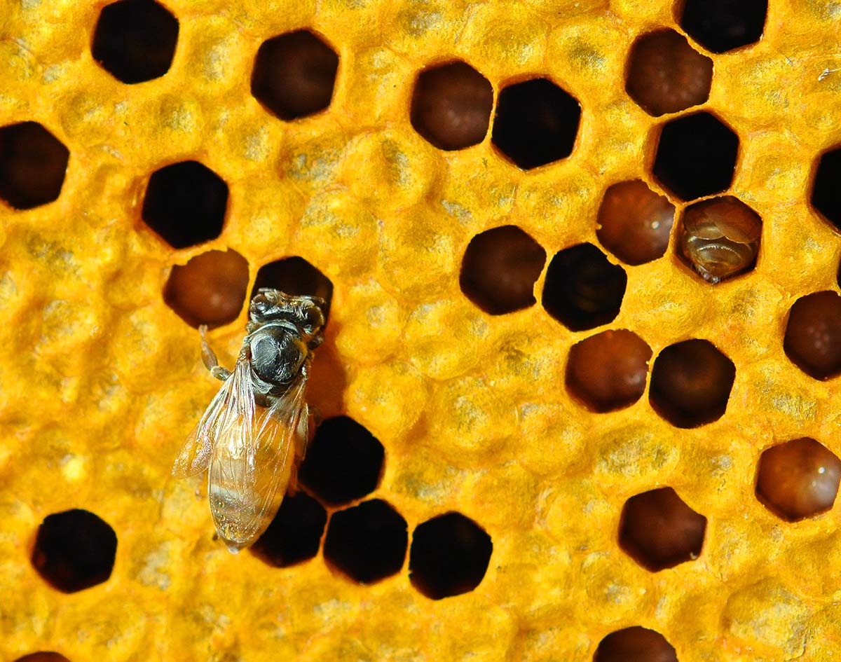 Pszczoła w ulu